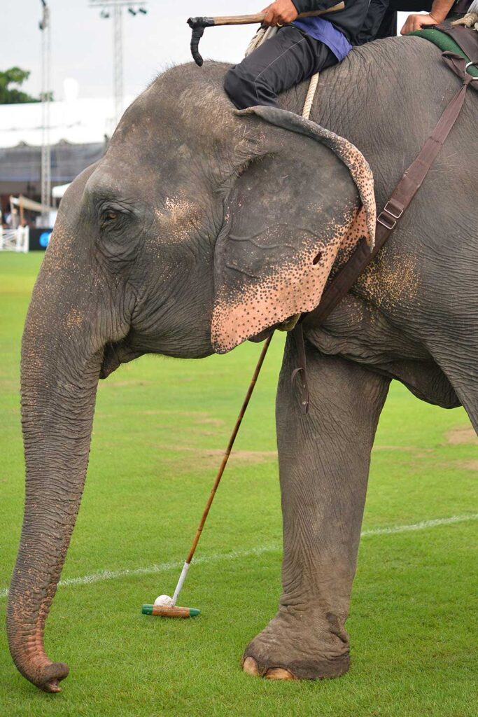 For a time, elephant polo was an Olympic sport in Nepal