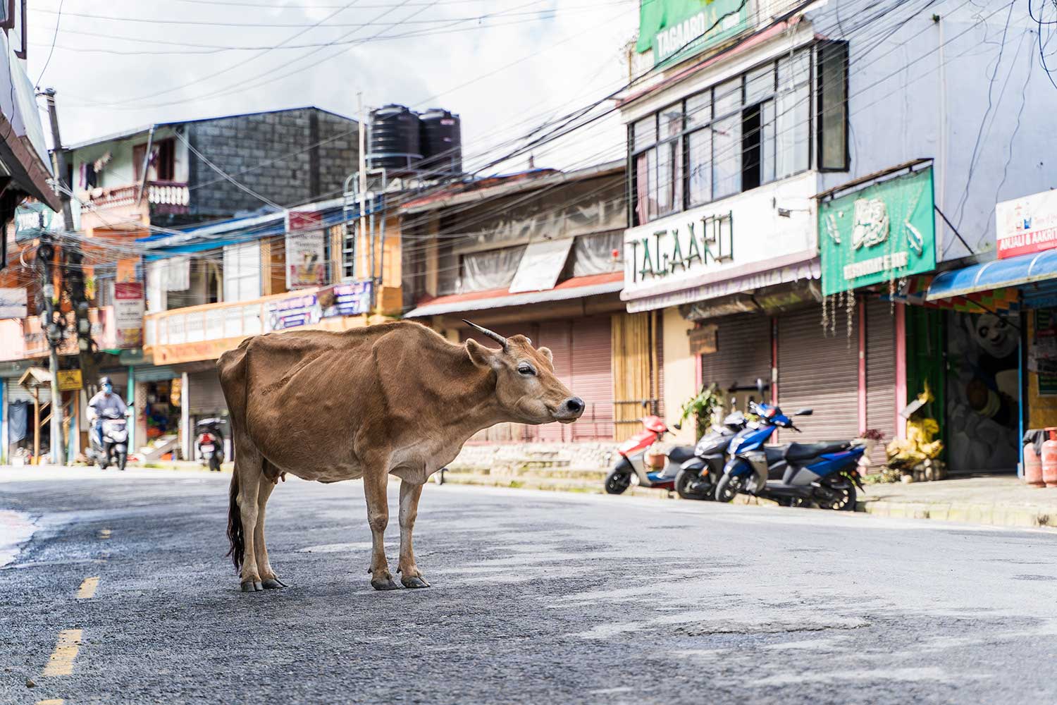Children's Hunger Fund - Facts About Nepal - The killing of cows is entirely prohibited in Nepal because cows are considered sacred and are the national animal