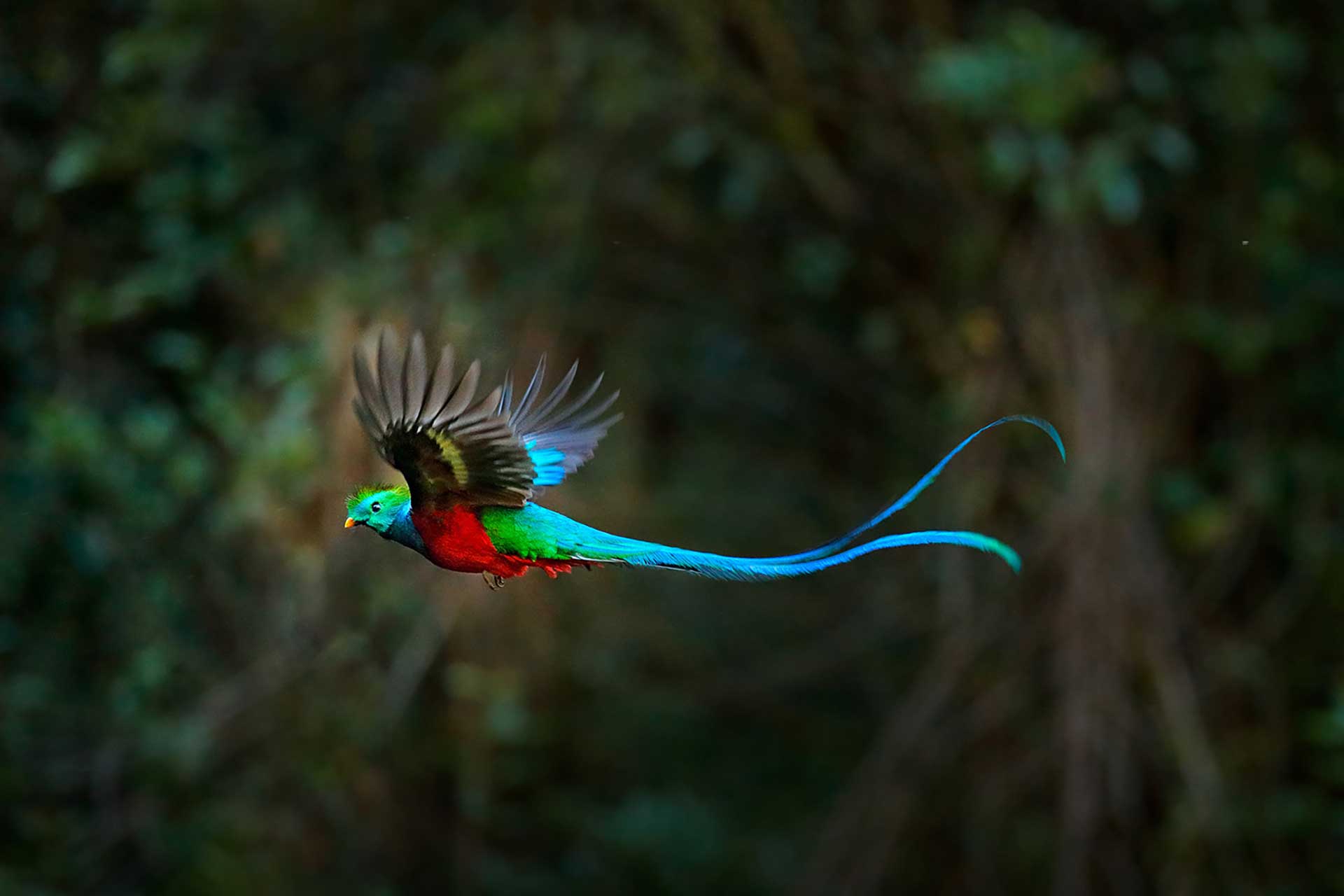 Meet the quetzal, Guatemala’s national bird