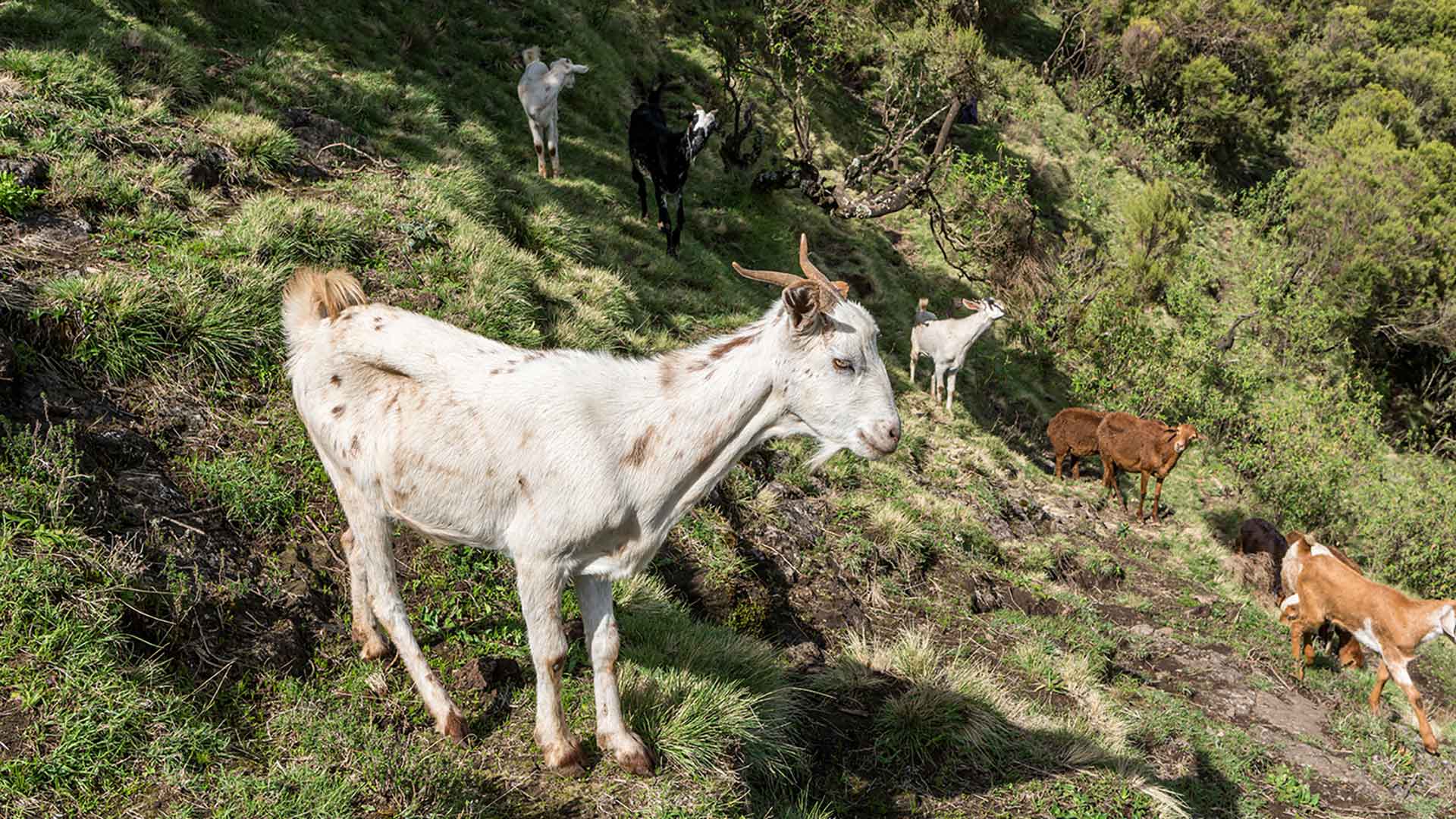 10 Interesting Facts About Ethiopia: Culture, Coffee, Food, and Hope for Children Ethiopian Goats